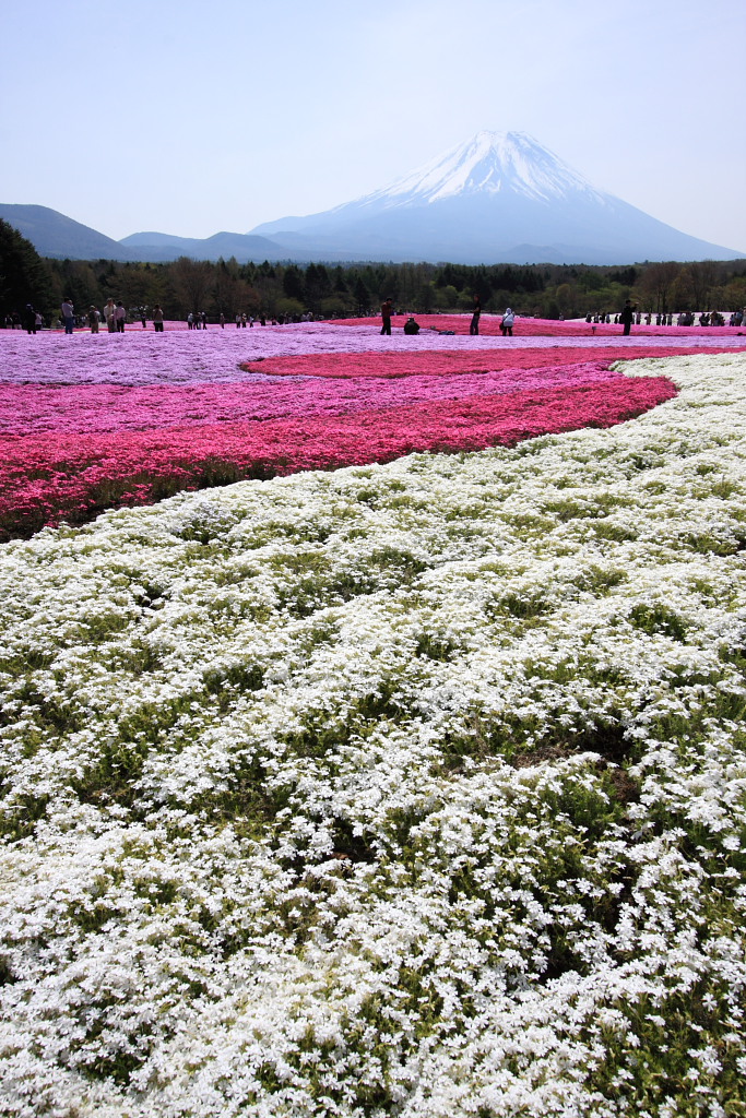 富士芝桜まつり 2_c0197000_205212.jpg