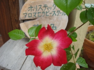 b0128101_13422339.jpg