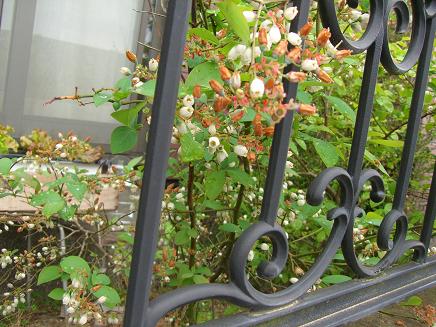 c0170905_855953.jpg