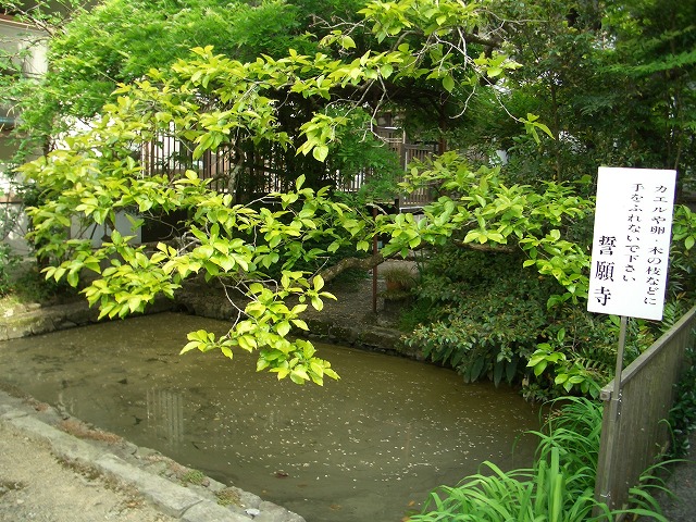誓願寺(静岡市丸子)と精進料理_f0141310_21413127.jpg
