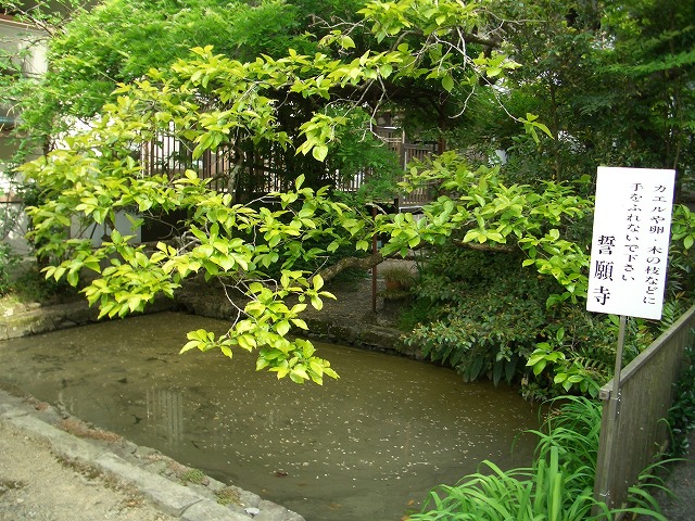 誓願寺（静岡市丸子）と精進料理_f0141310_21413127.jpg