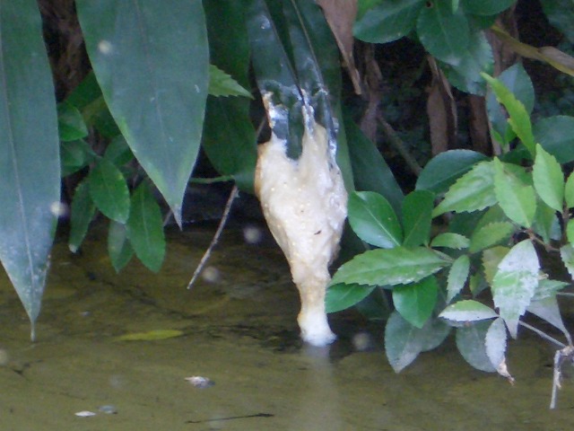 誓願寺（静岡市丸子）と精進料理_f0141310_21414554.jpg