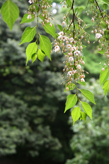 Styrax japonica_f0099114_912766.jpg