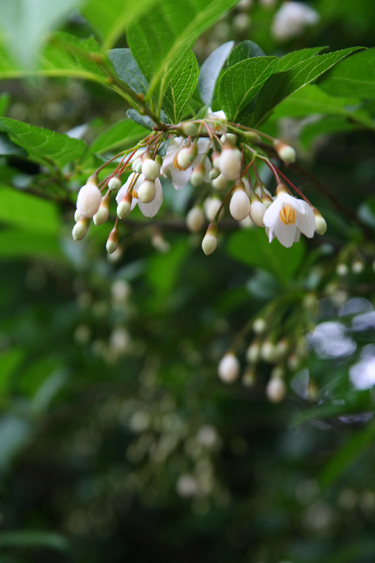 Styrax japonica_f0099114_924579.jpg