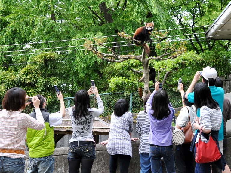 つつじ祭りとレッサーパンダ_d0072521_22363595.jpg