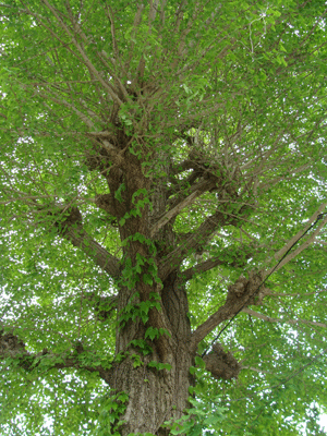 d0002224_1732182.gif