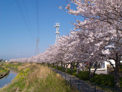 一宮川の桜 茂原市 うきうきログハウス暮らし