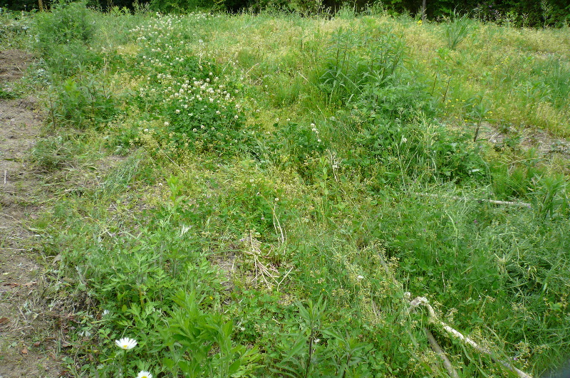 d0024426_816246.jpg