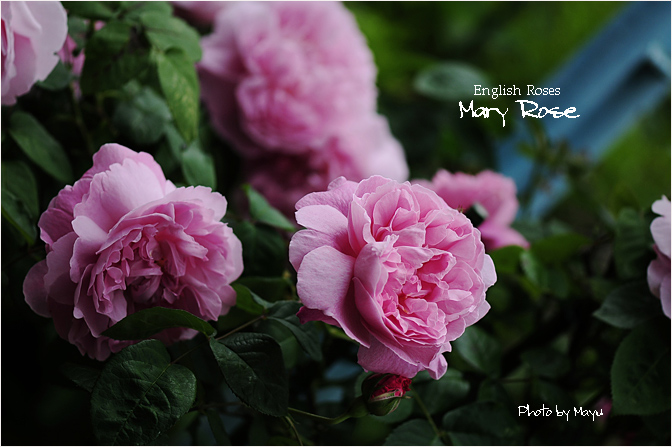 メアリー ローズ 薔薇だより