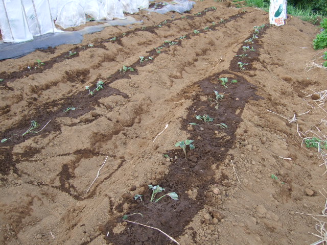 待望の雨！....野菜に恵みの雨が！！！_b0137932_1301416.jpg