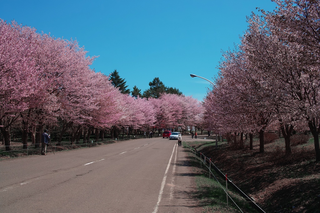 今日の桜_c0051132_21282554.jpg