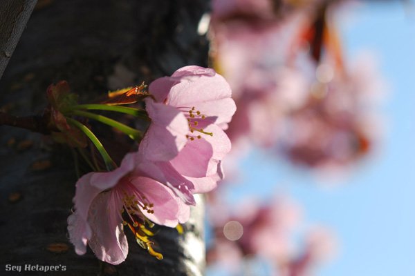 桜_f0166545_2252915.jpg