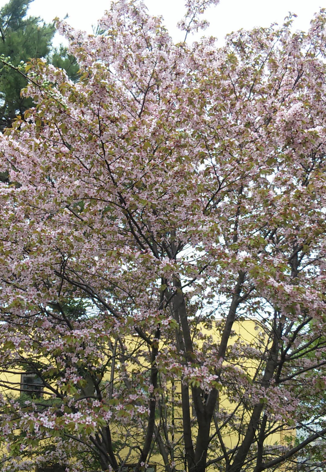 桜Ⅱ_f0209045_21174836.jpg