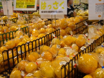 e0100046_152512.jpg