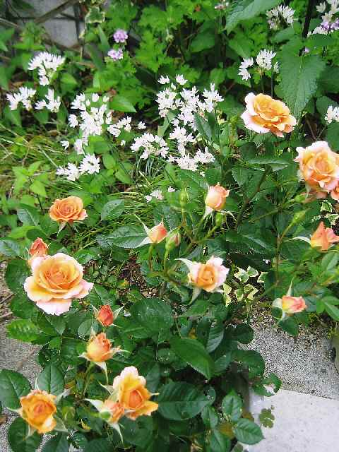 【猫と薔薇と初夏の花々】_b0009849_14285218.jpg