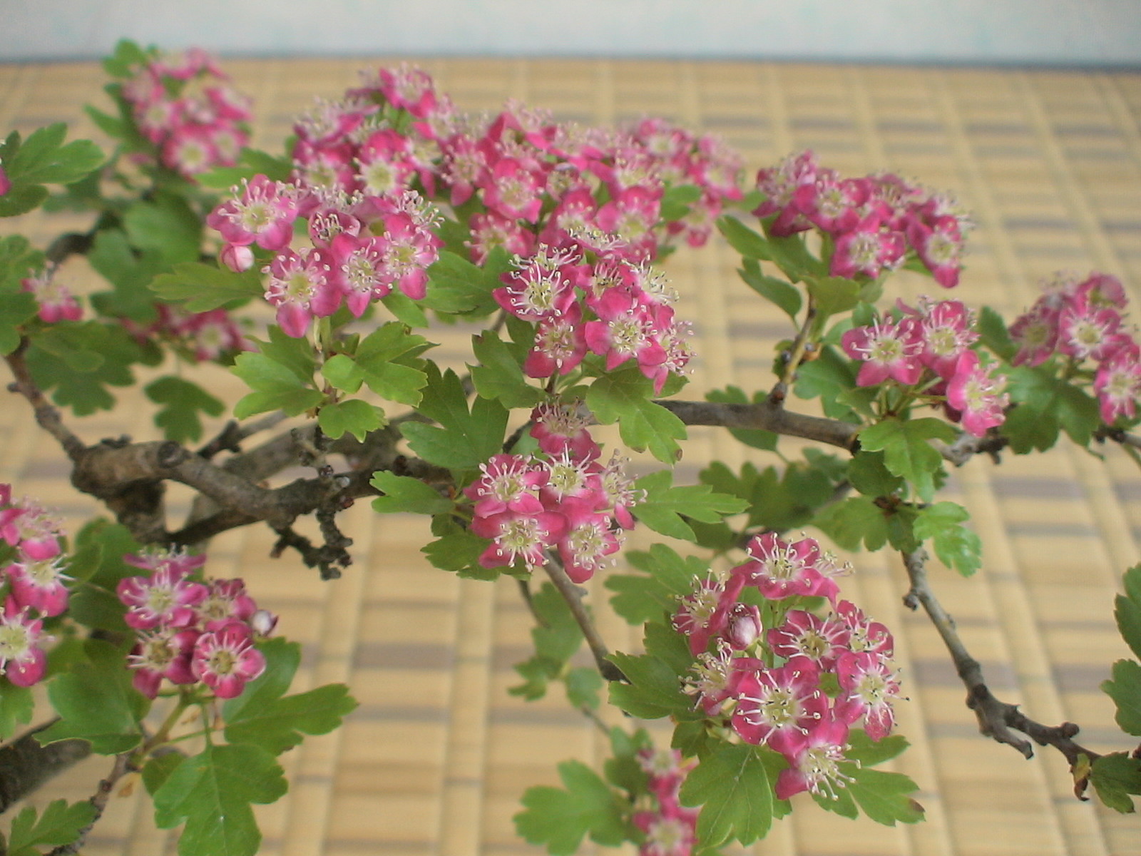 09 新緑薫風6 2 一重紅花山査子 ベニバナサンザシ 盆草遊楽 09 新緑薫風6 2 一重紅花山査子 ベニバナサンザシ 盆草遊楽
