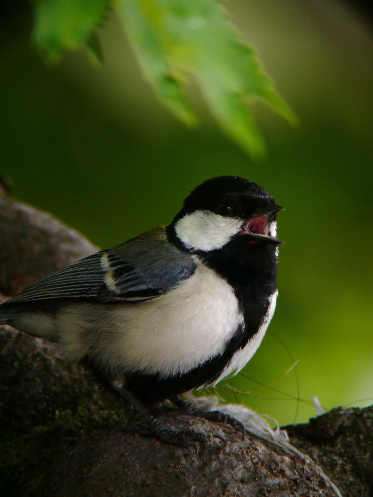 f0167258_2010556.jpg