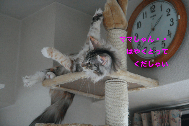e0158561_14464834.gif
