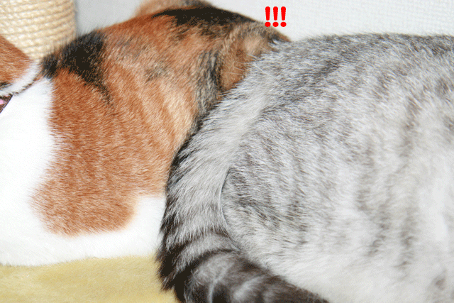 e0158561_14483139.gif