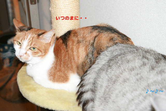 e0158561_14484885.gif