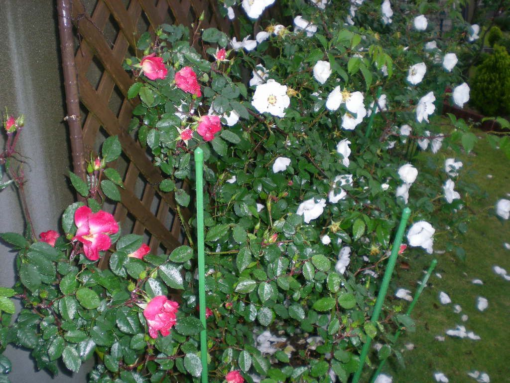 ２００９年５月６日（水）気がつけば白い花園？_f0060461_20245762.jpg