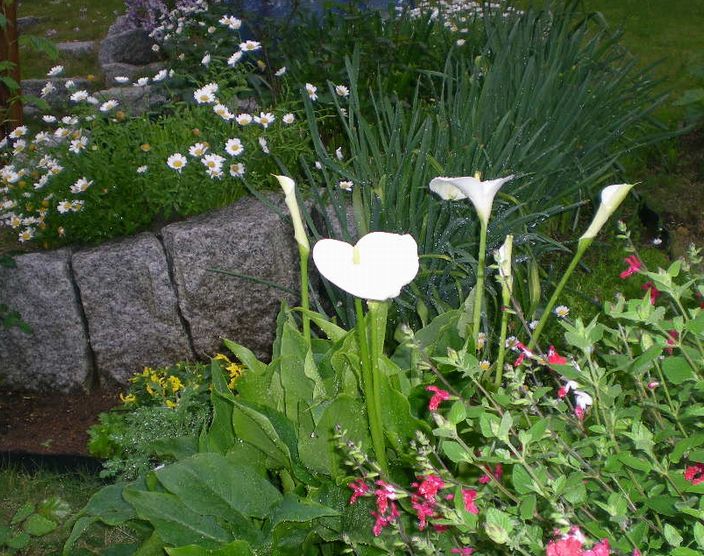 2009年5月6日(水)気がつけば白い花園?_f0060461_2030167.jpg