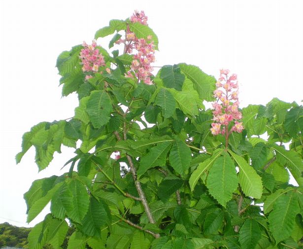 2009年5月6日(水)気がつけば白い花園?_f0060461_20383975.jpg