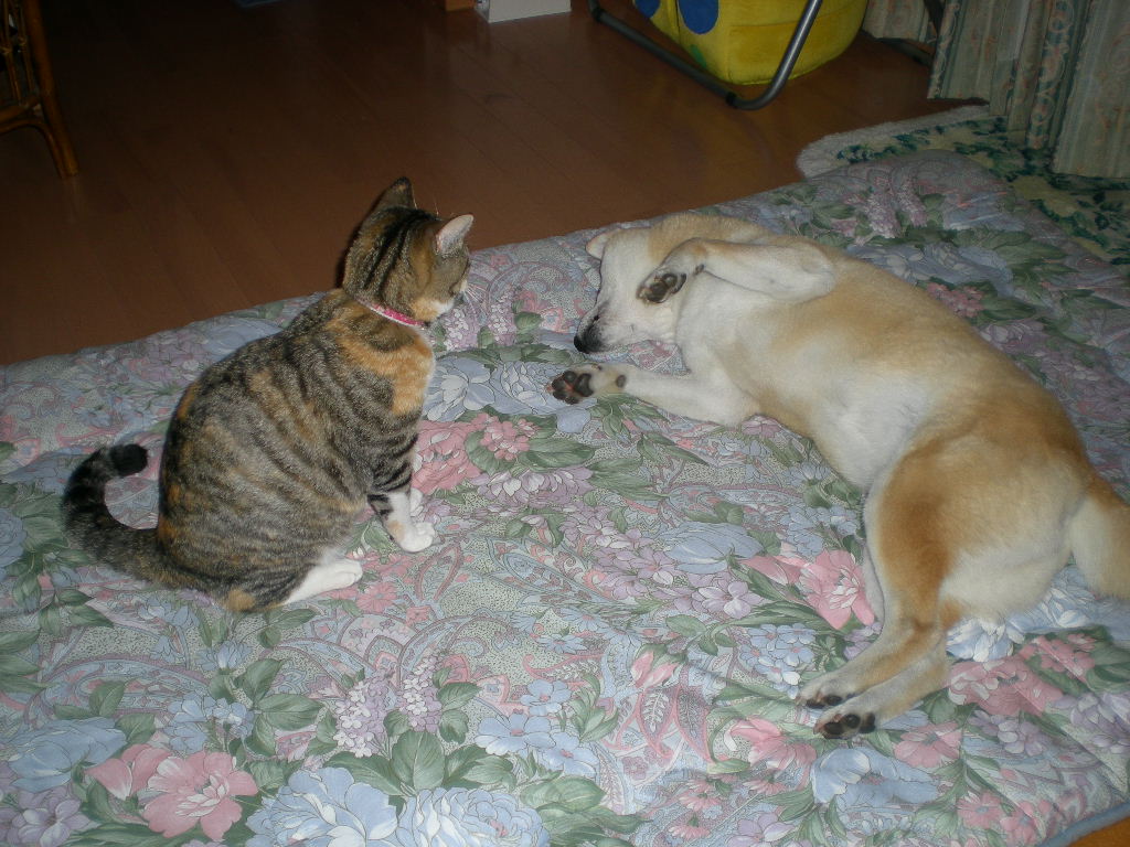 2009年5月6日(水)気がつけば白い花園?_f0060461_2041611.jpg