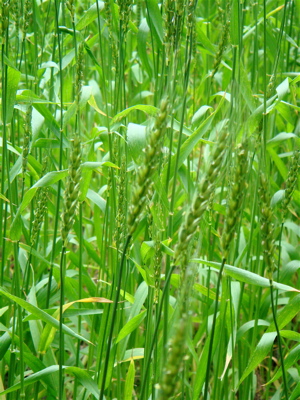 e0125762_13401919.jpg