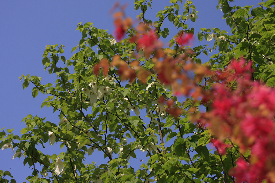 　　ハンカチの木の花が咲いた_f0129465_15113498.jpg