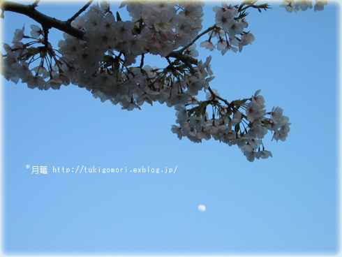 青空＋桜＋月_a0019967_0345350.jpg