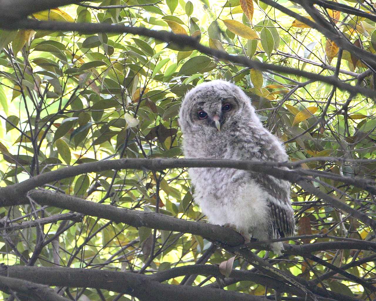 もう一羽のフクロウ雛ちゃん（可愛い野鳥の壁紙）_f0105570_2128480.jpg