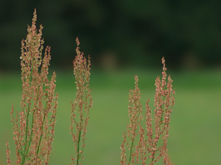 酸模 すかんぽ の歌 まほ 写真俳句