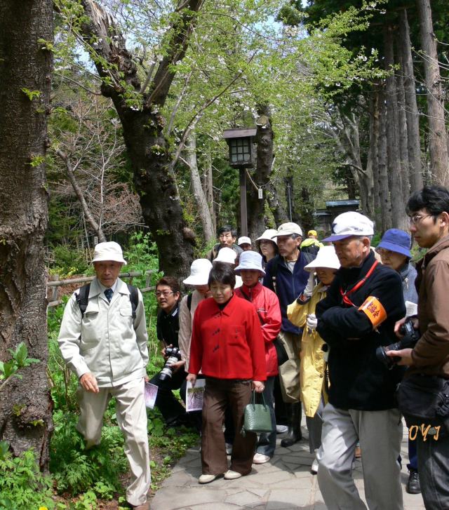 松前・さくら観察会_f0166871_1751682.jpg