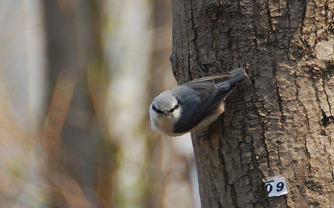 【　野　鳥　】_c0094572_0213871.jpg