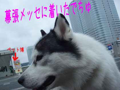チョッパーくんの恋のゆくえ アリシアとソフィーは Cool Beauty チョッパーくんの恋のゆくえ アリシアとソフィーは Cool Beauty