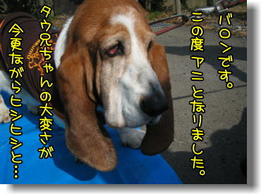 犬それぞれ・・・♪_f0204072_10355685.jpg