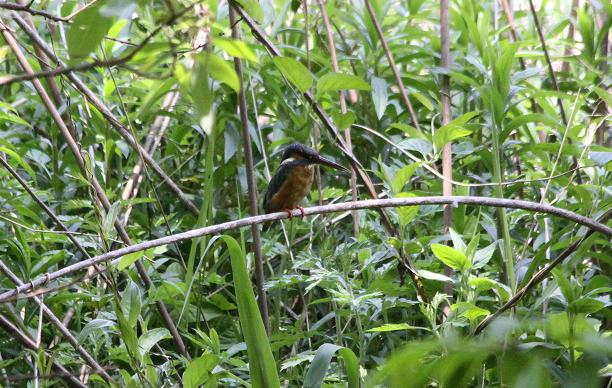 カワセミ　蜻蛉羽化　クロスジギンヤンマ飛行　未確認トンボ_a0107574_6373654.jpg