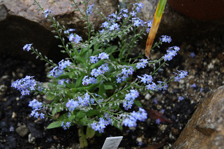 c0054876_1735587.jpg