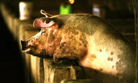隠蔽された発生源、養豚汚染の村ラグロリアの秘密_d0123476_15583382.jpg