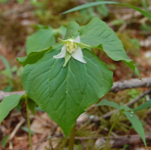 山中湖の植物_a0061977_22534955.jpg