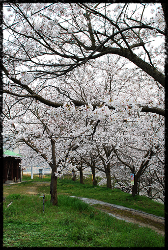 吉井川河川公園_c0180779_8393787.jpg