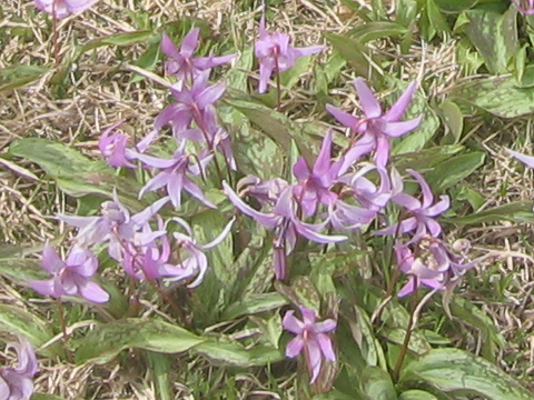 a0005083_20462531.jpg