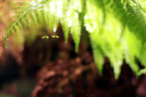 苔と雨_c0084097_220521.jpg