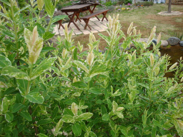 e0175905_20184277.jpg