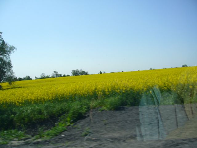 e0039206_2336123.jpg