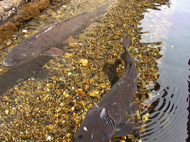 f0038407_9513378.jpg