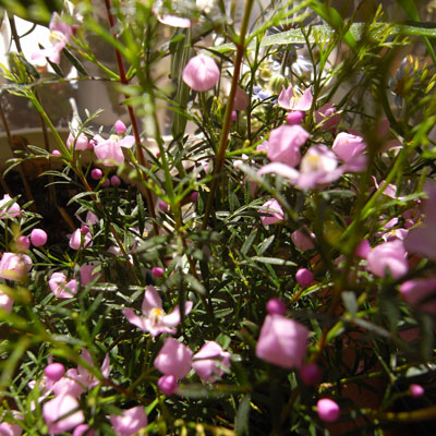 c0026612_8473828.jpg