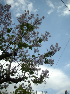 c0172620_225566.jpg