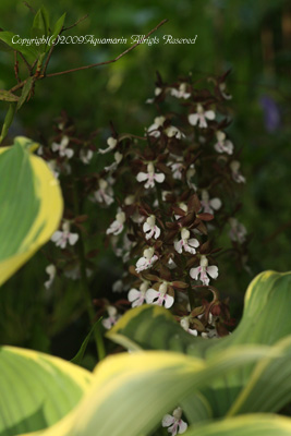 c0045227_82158.jpg